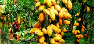 cote-divoire---ghana-leur-cacao-serieusement-menace